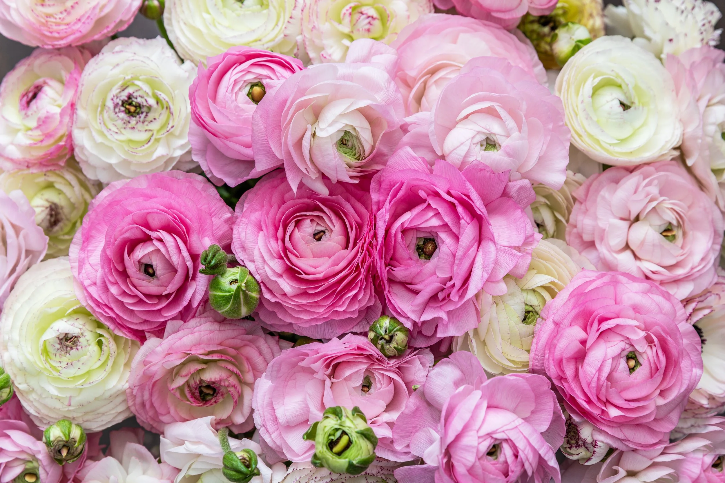 Flowers that ROCK the art world ( and mine )